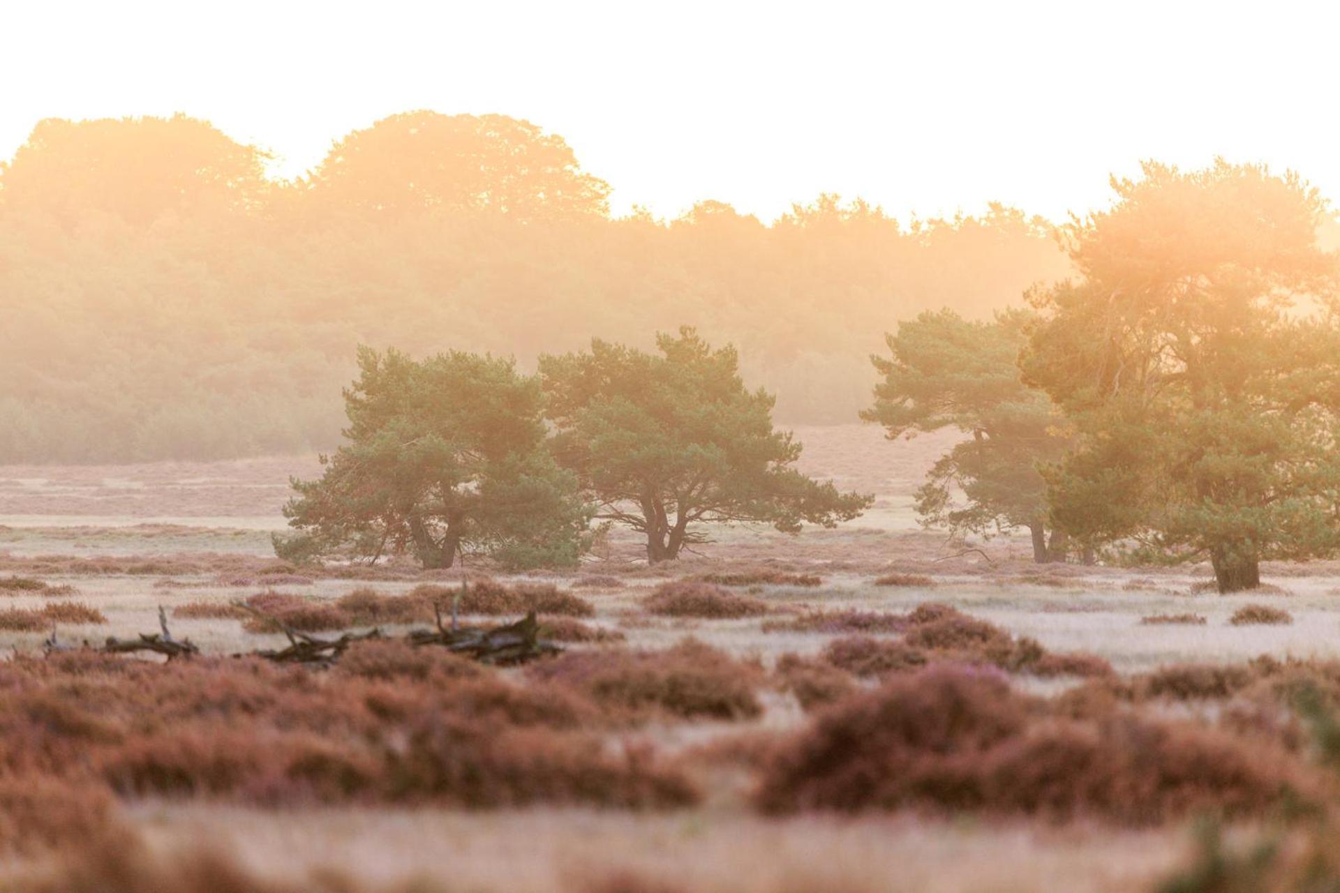 Top Luxe Chalet - Kindvriendelijk - Bos En Heide ハルデルウェイク エクステリア 写真