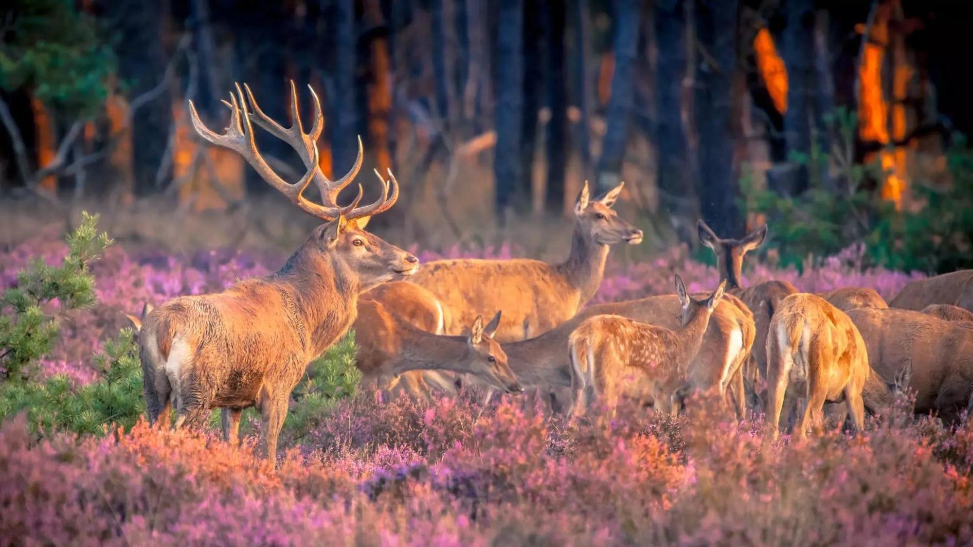 Top Luxe Chalet - Kindvriendelijk - Bos En Heide ハルデルウェイク エクステリア 写真